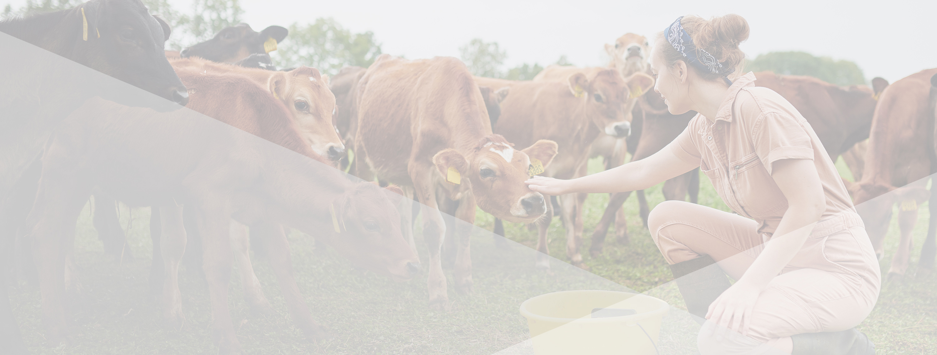 Livestock & Facility Loans Iowa Agricultural Loan Luana Bank